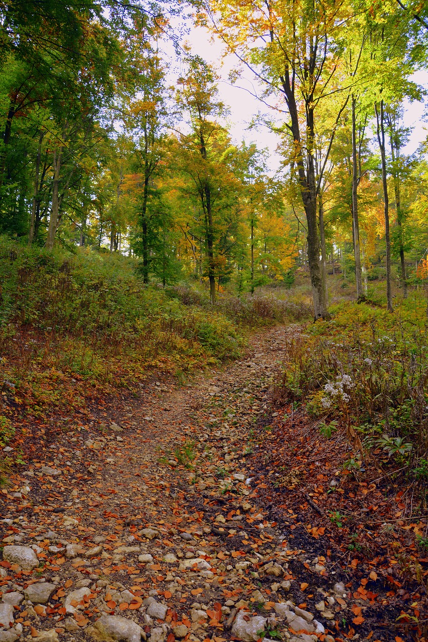 trail forest autumn free photo