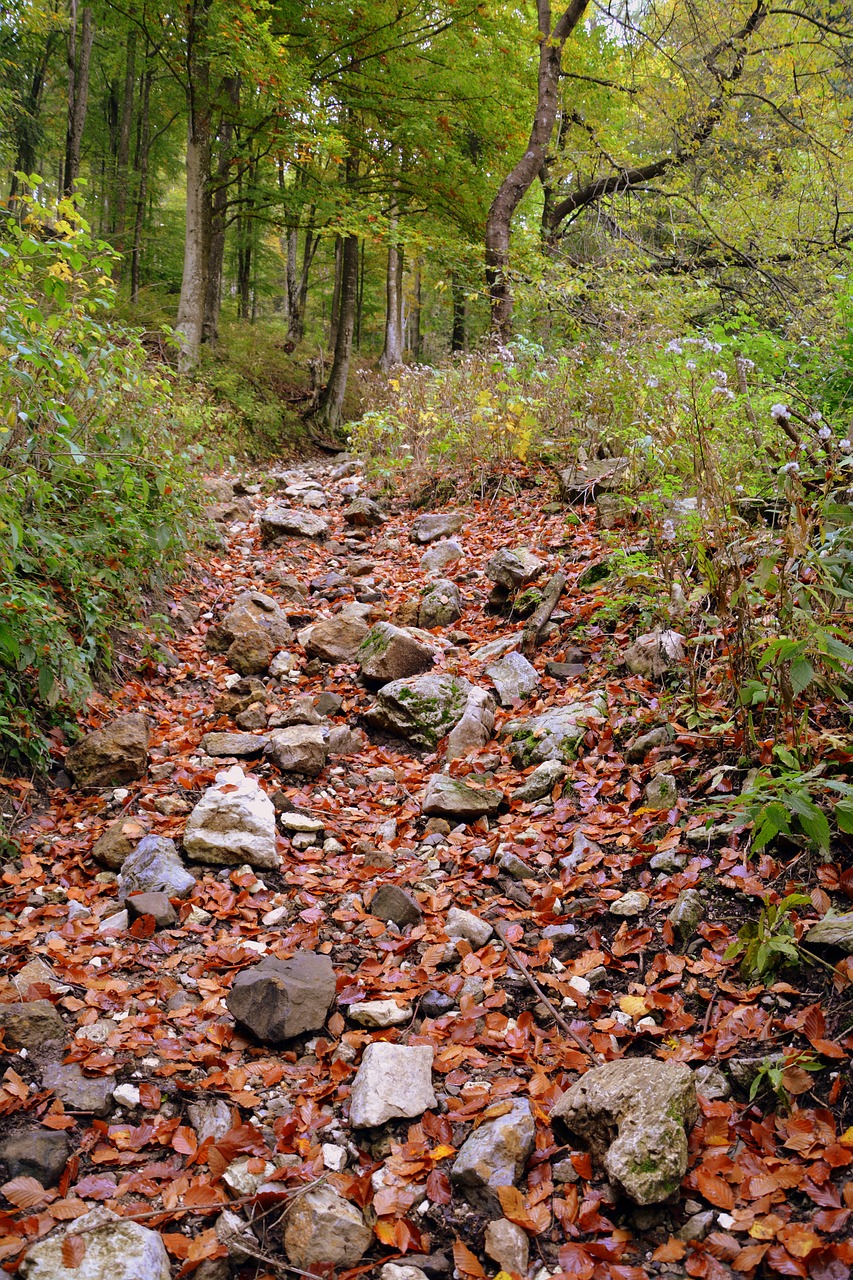 trail forest autumn free photo