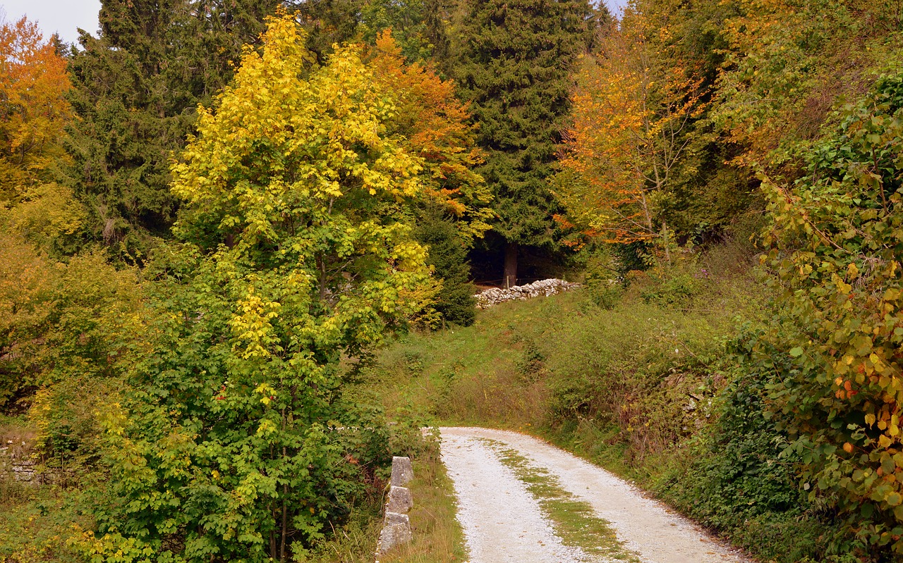 trail forest autumn free photo