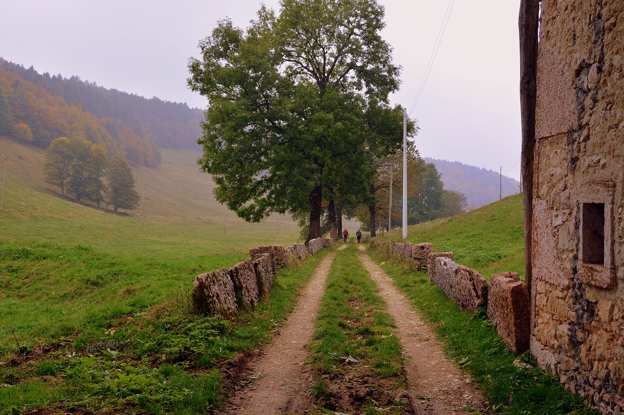 trail via trees free photo