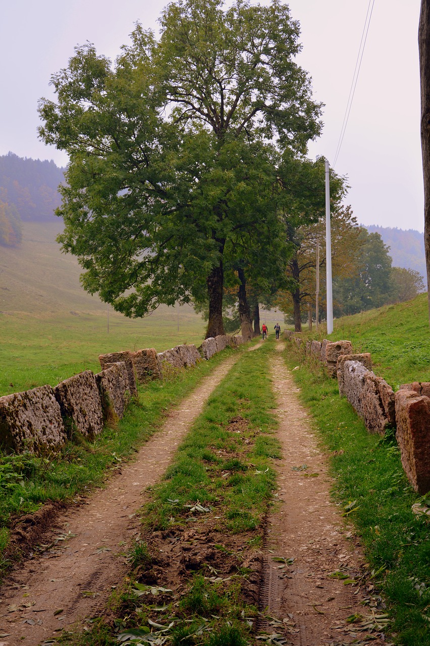 trail via trees free photo