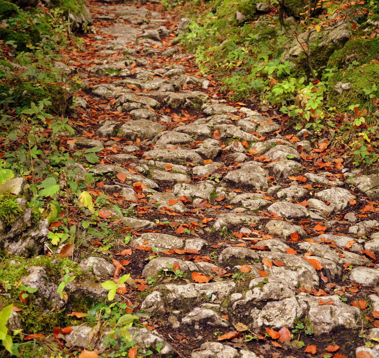trail stones autumn free photo