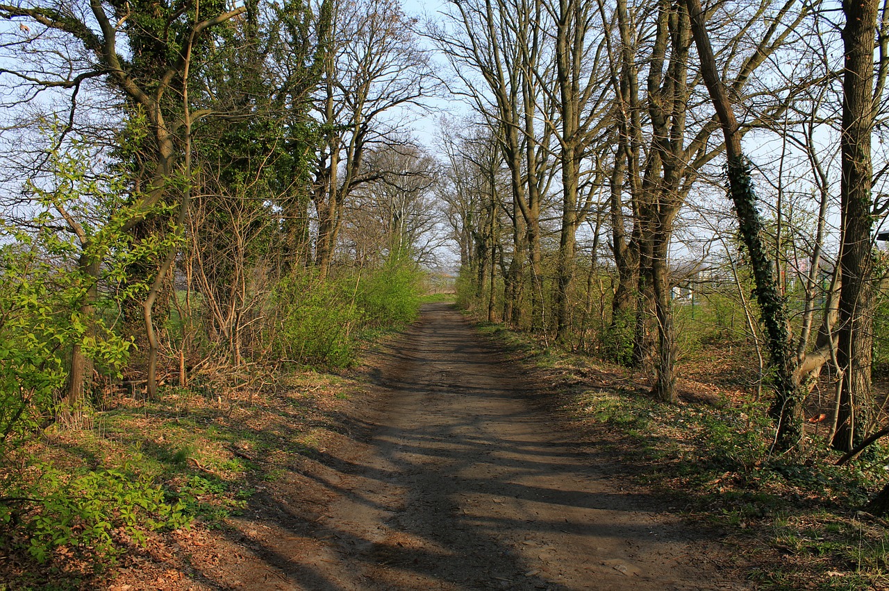 trail trees landscape free photo