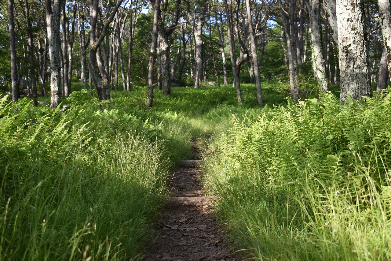 trail  hike  boots free photo