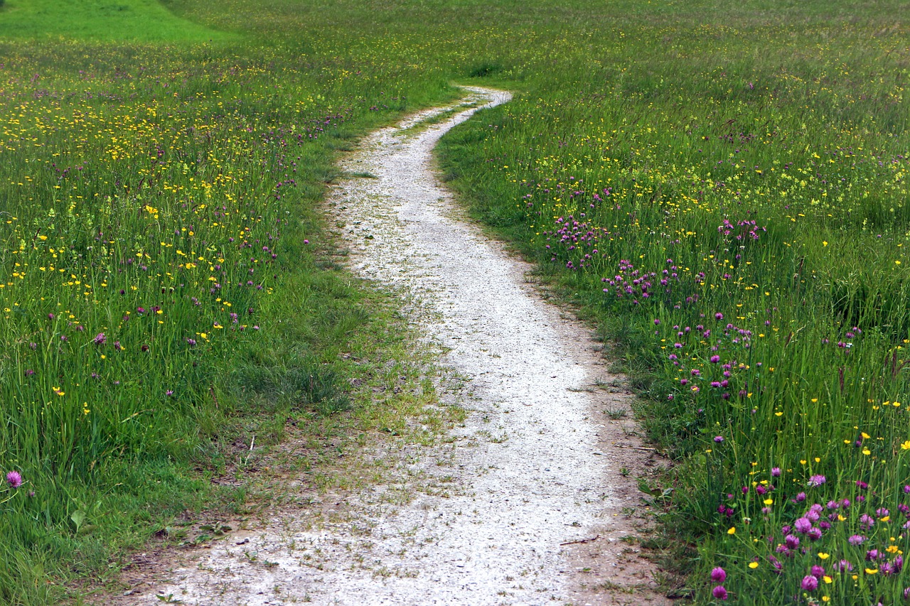 trail lane meadow free photo