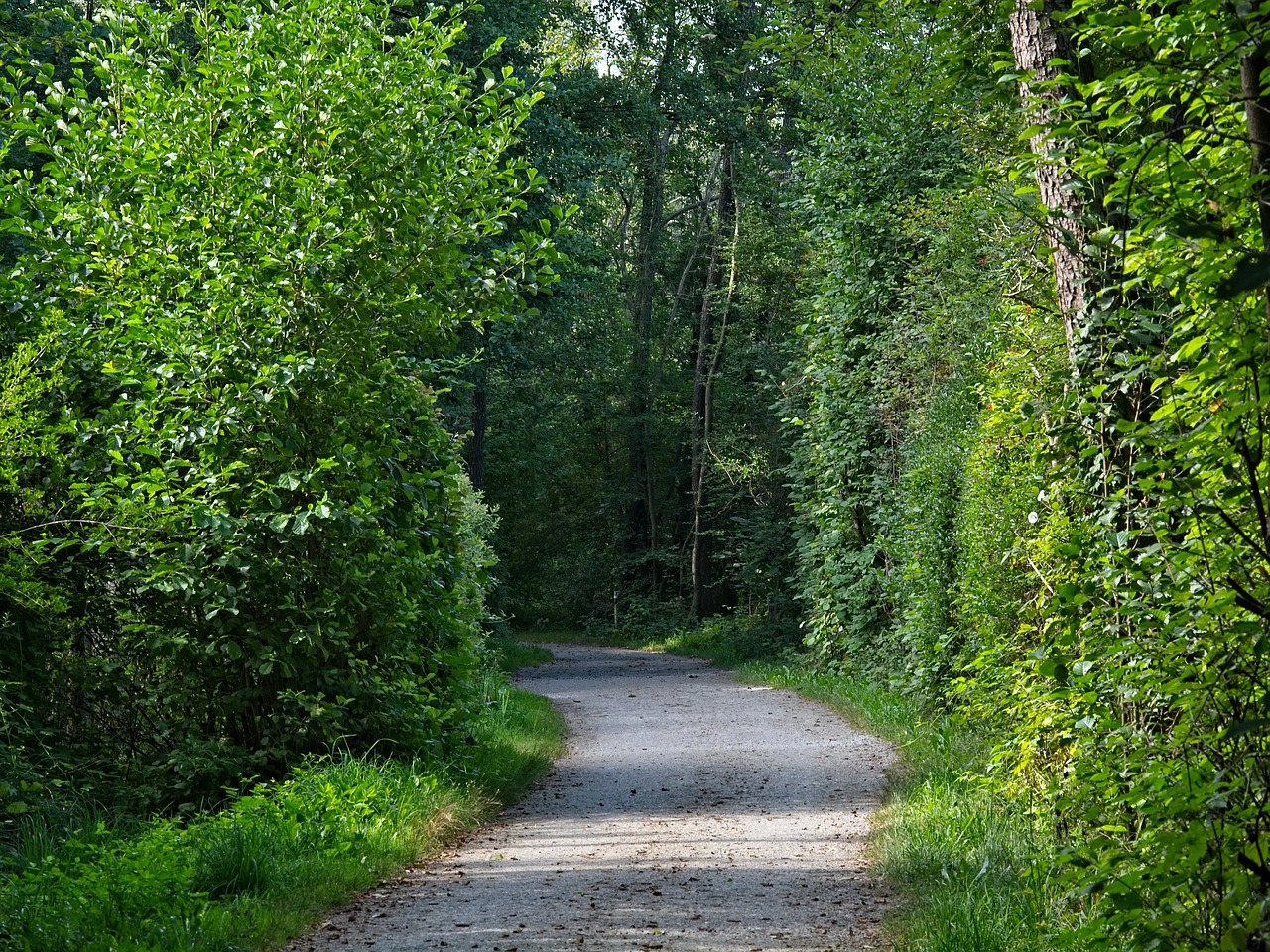 trail  forest  trees free photo