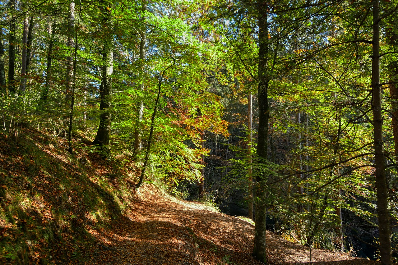 trail  forest path  away free photo