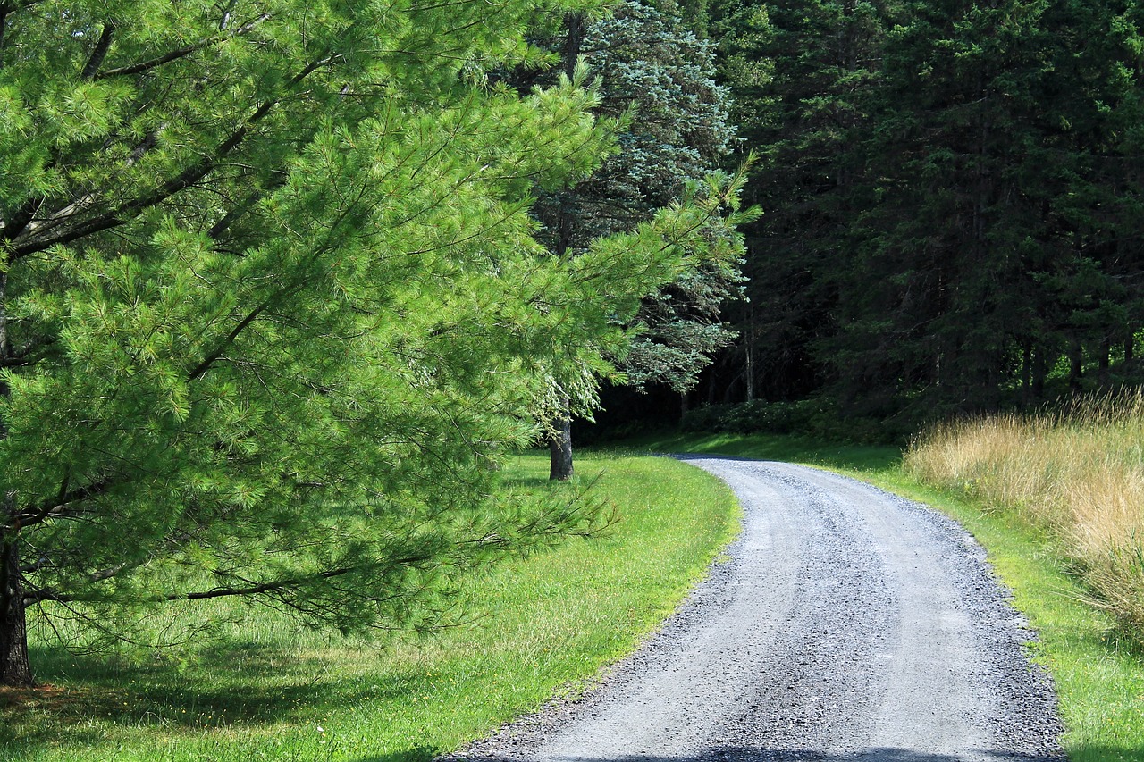 trail  nature  forest free photo