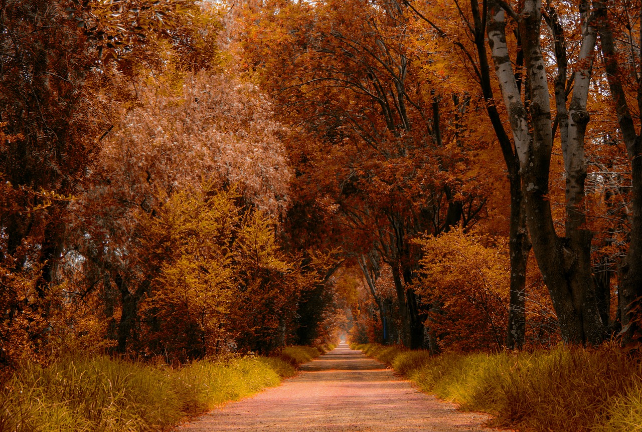 trail  path  hiking free photo