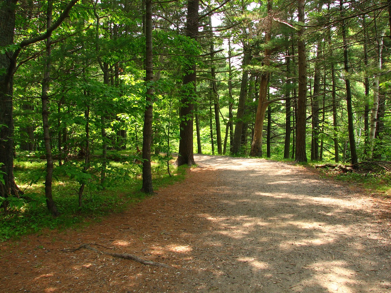 trail path trees free photo