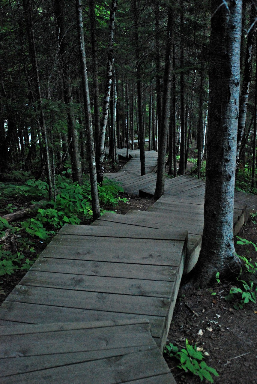 trail  journey  woods free photo