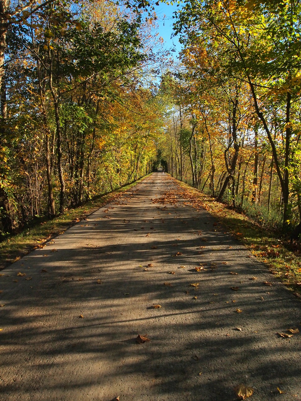 trail road path free photo