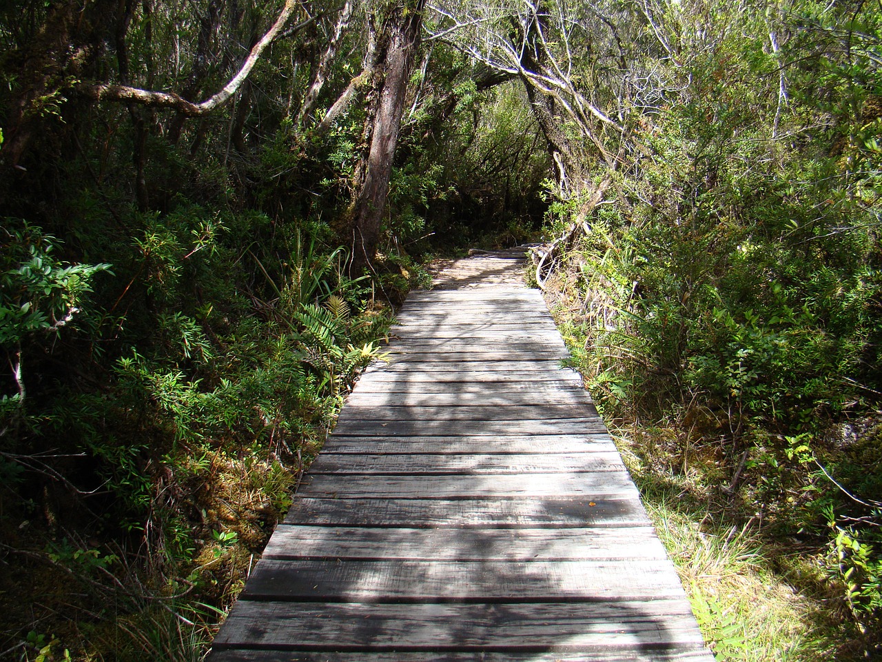 trail path landscape free photo