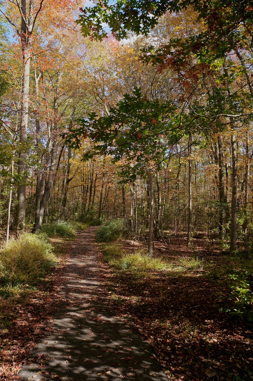 trail fall leaves free photo