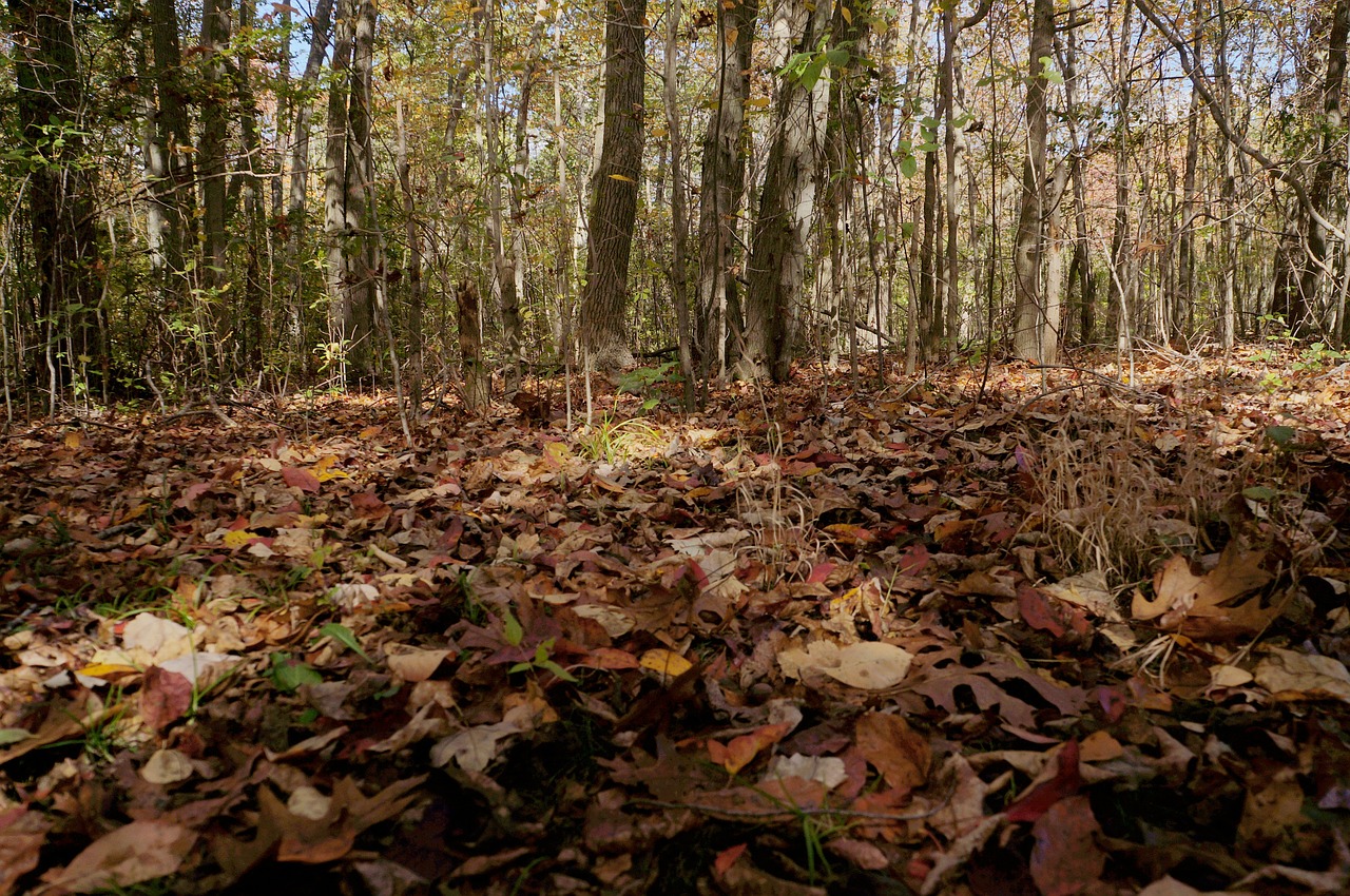 trail fall foliage free photo