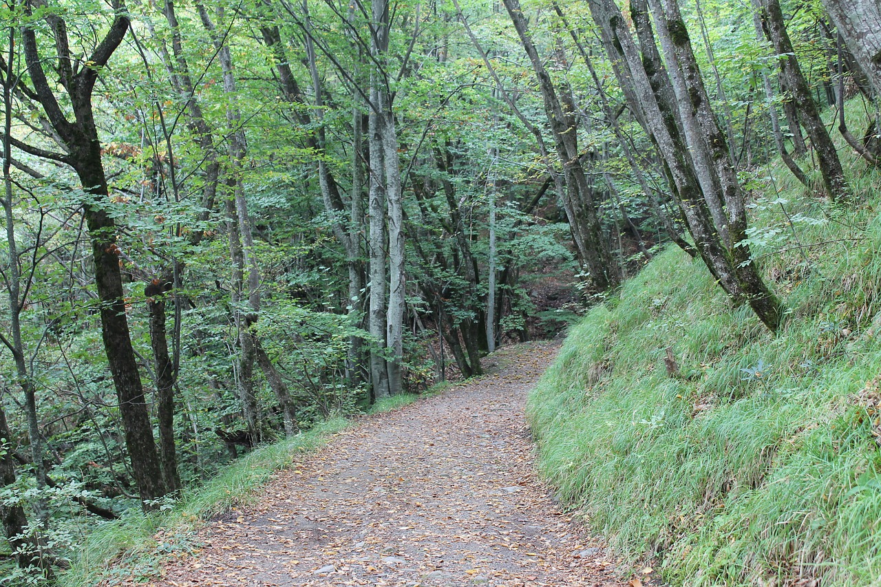 trail forest nature free photo