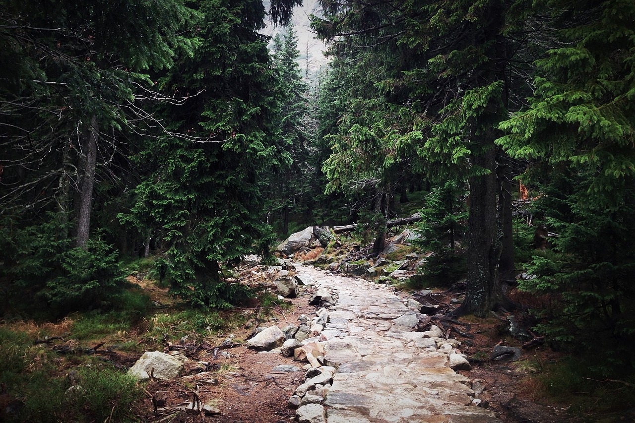 trail path forest free photo