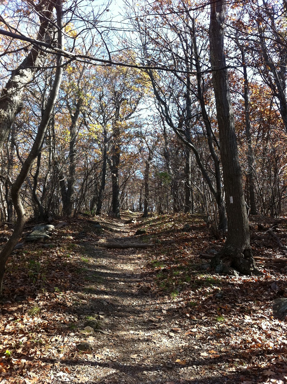 trail outdoors autumn free photo