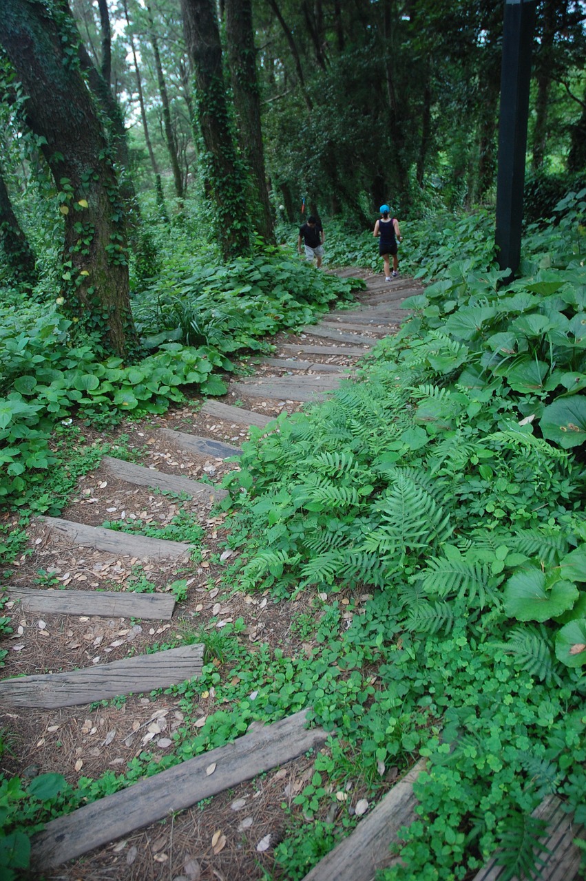 trail forest trees free photo