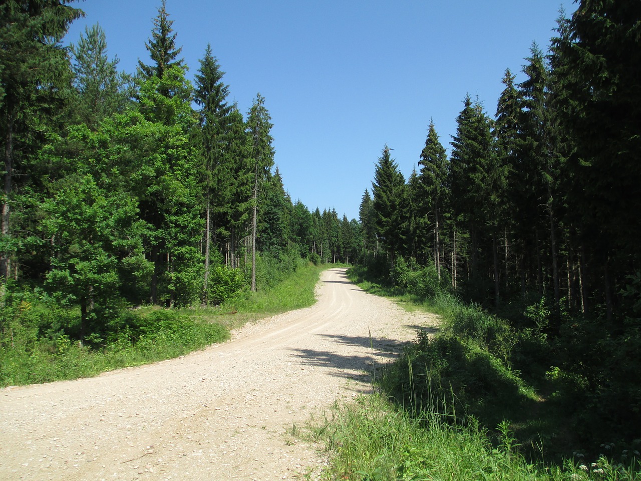 trail forest nature free photo