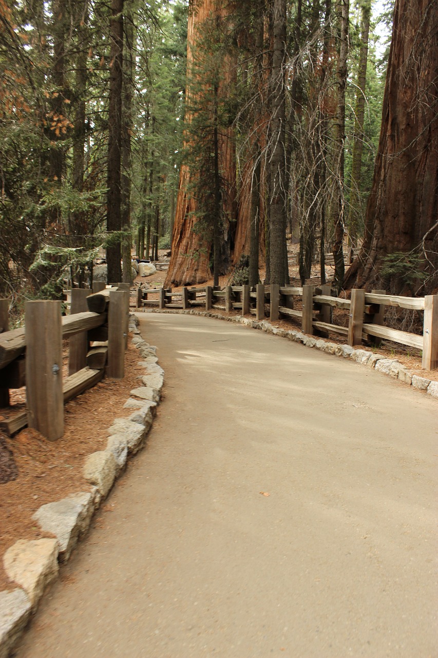 trail forest sequoia free photo