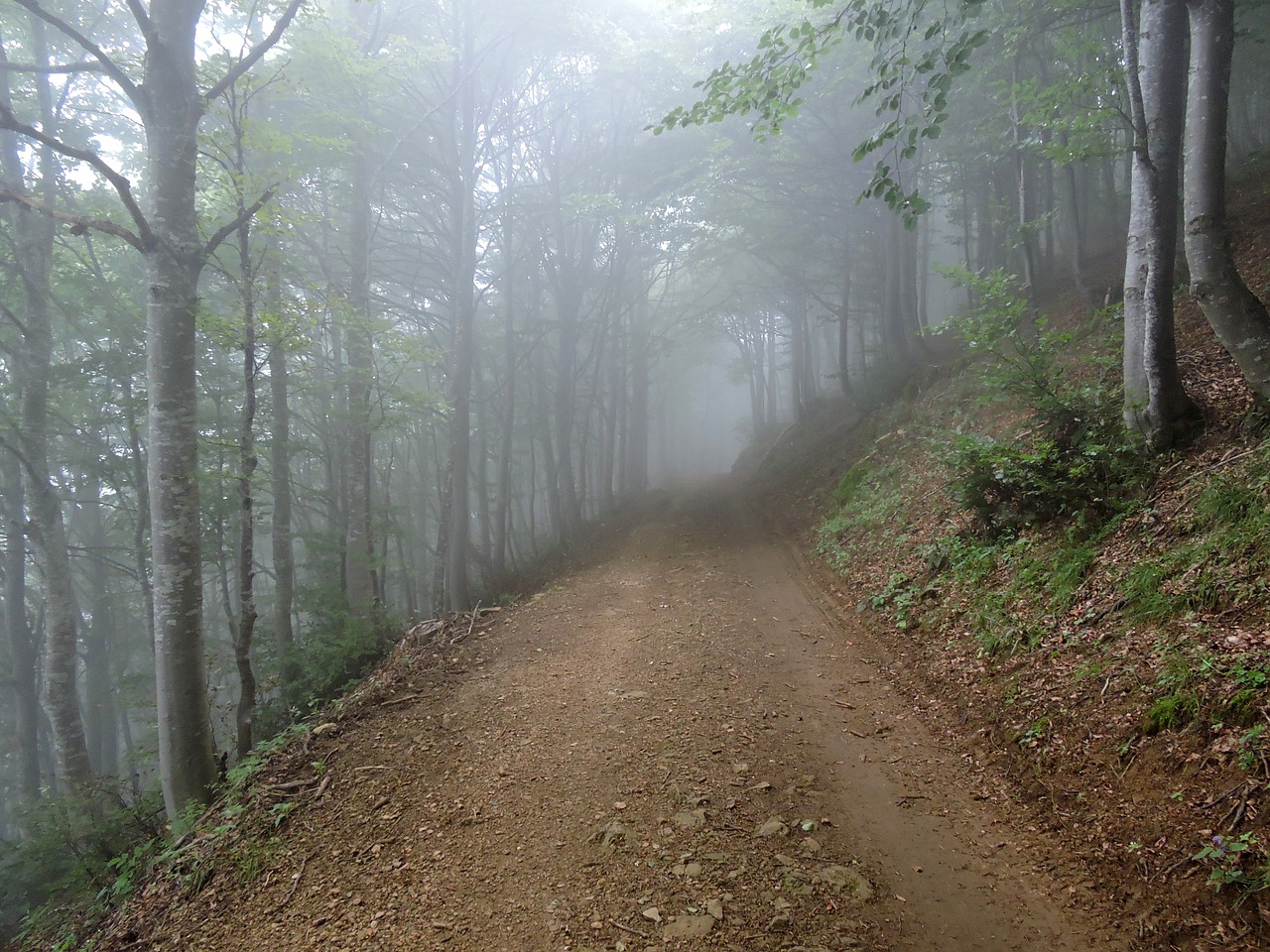 trail forest fog free photo