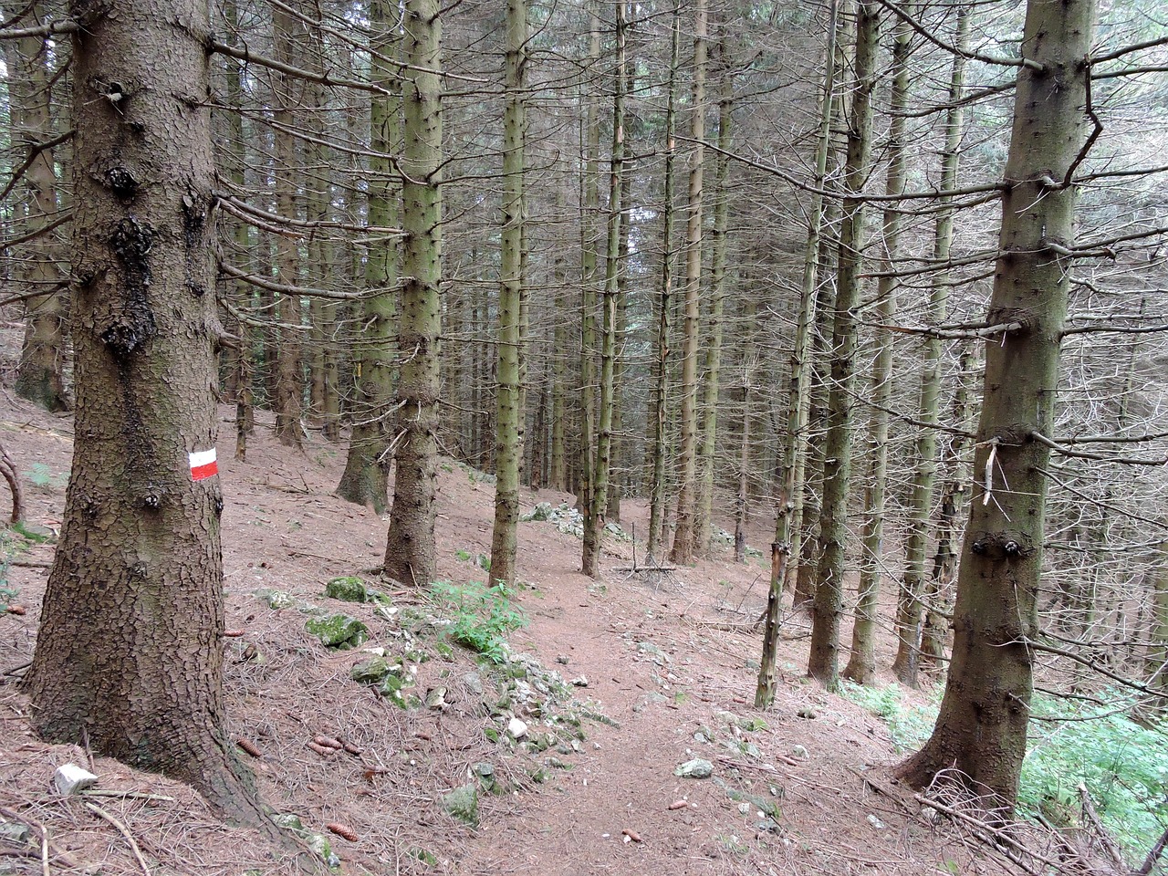 trail forest trees free photo