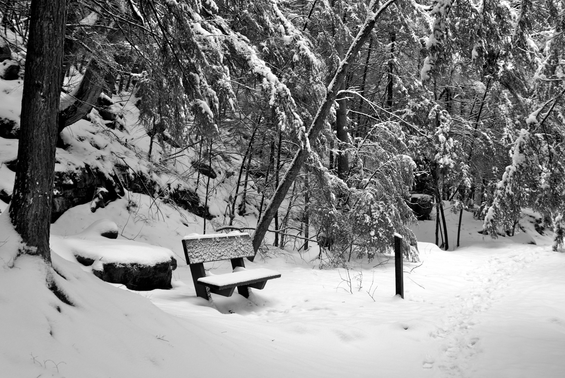 bench fallen forest free photo