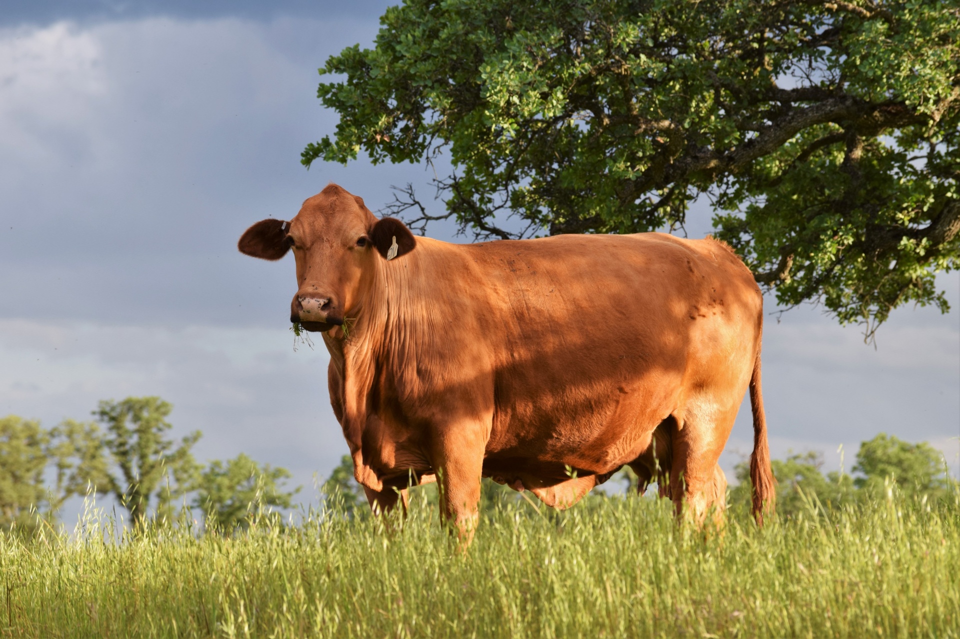 beef cattle cow agriculture free photo