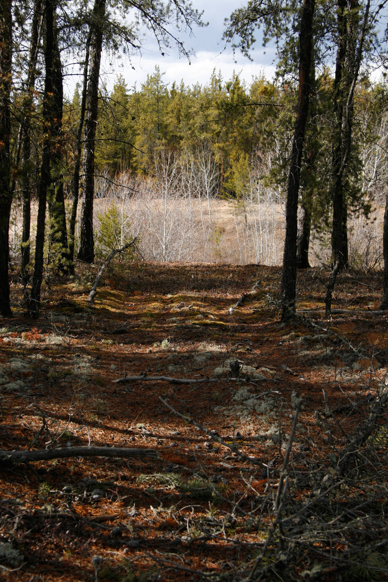 trail forest path free photo