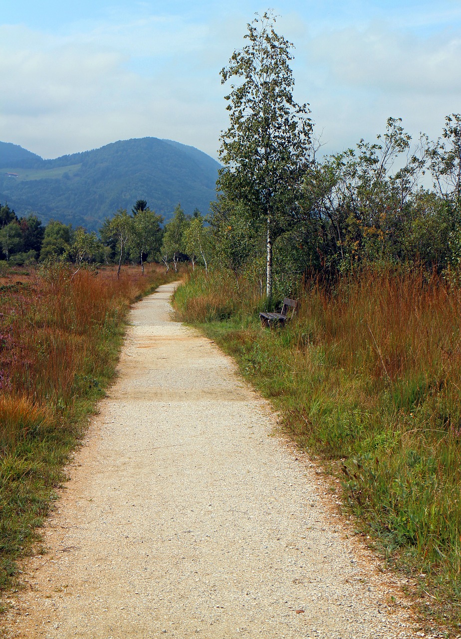 trail hiking trail heide birch free photo