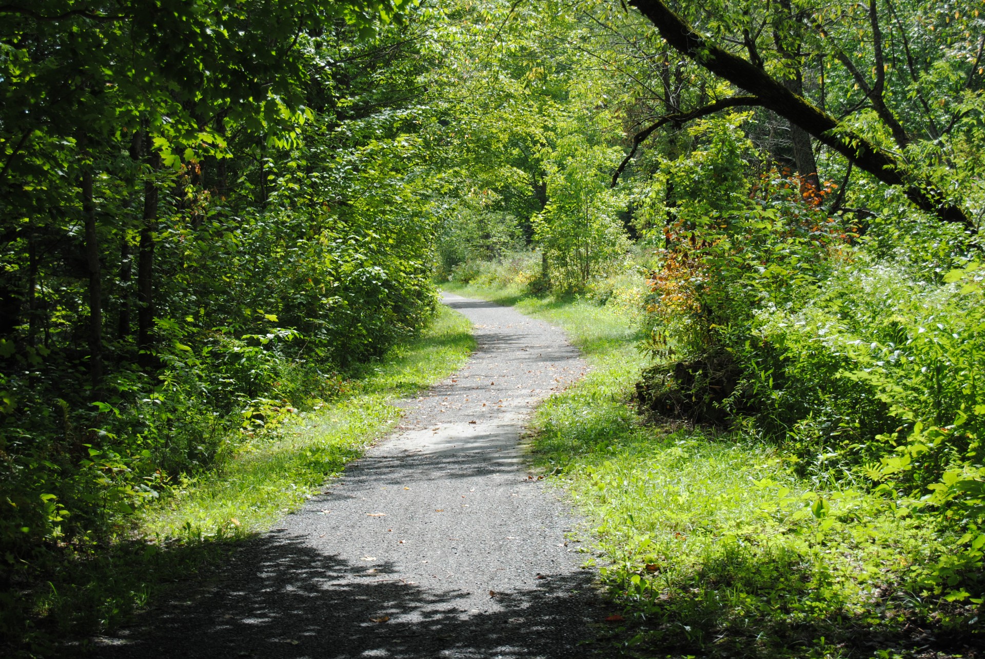 trail pathway path free photo