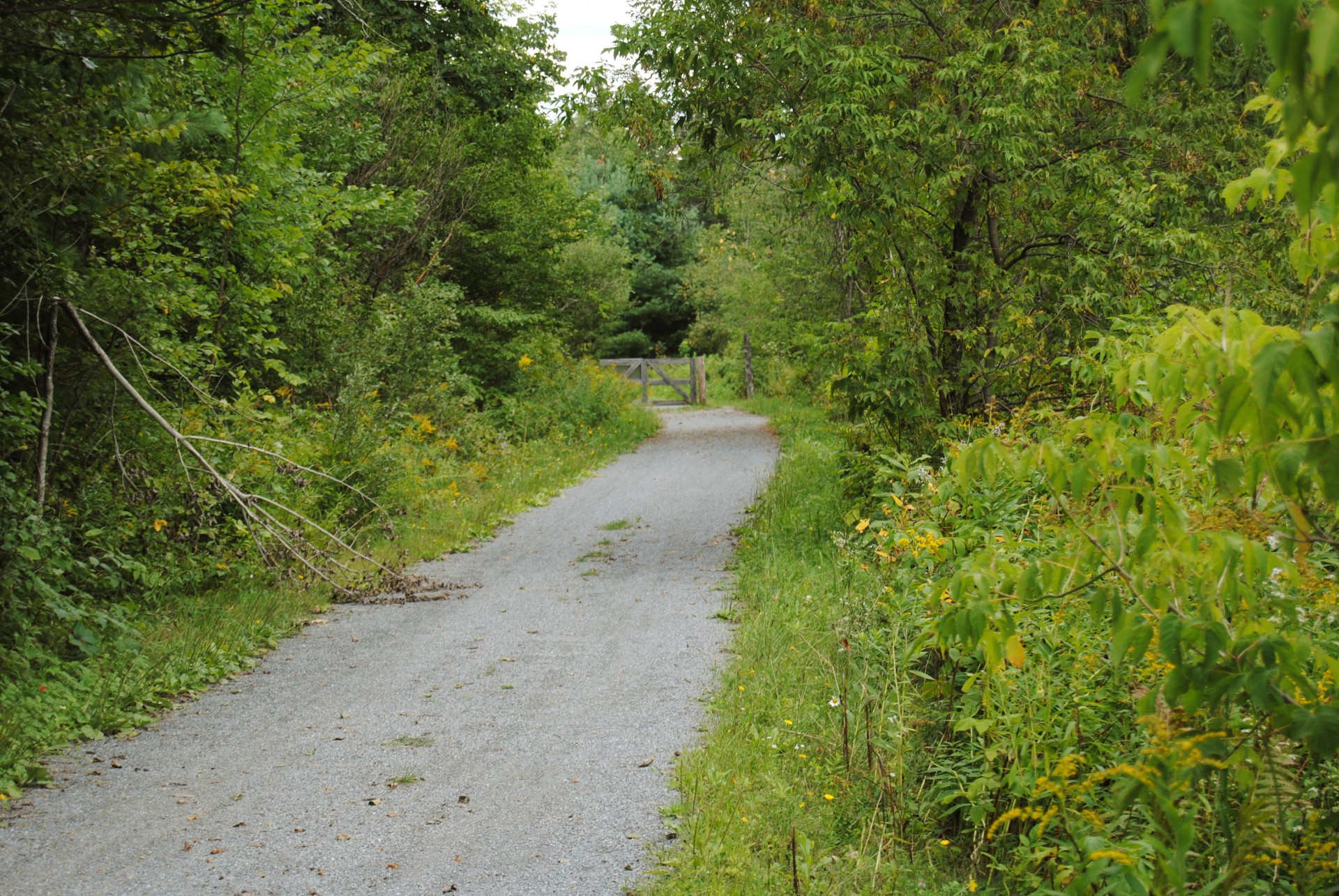 trail pathway path free photo