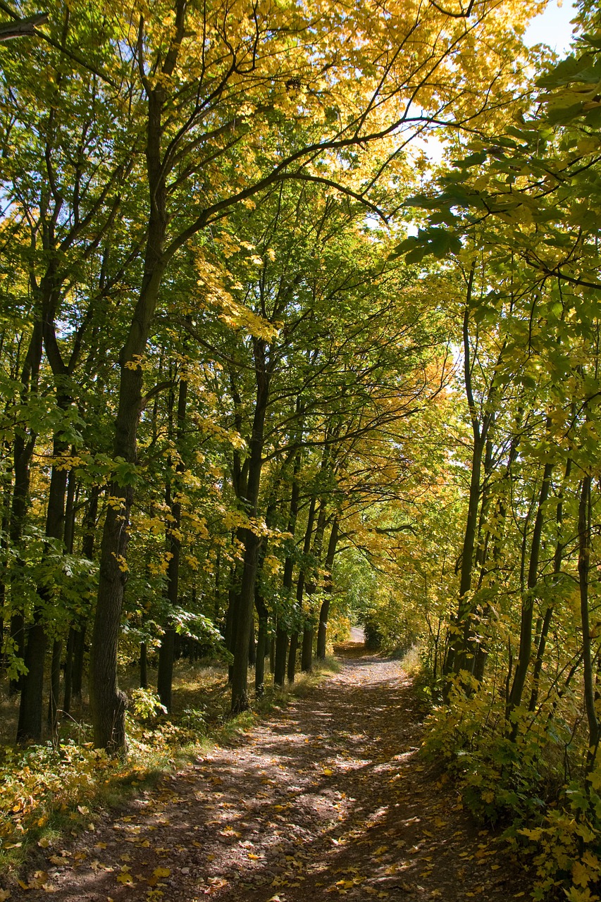 trail in the forest path autumn free photo