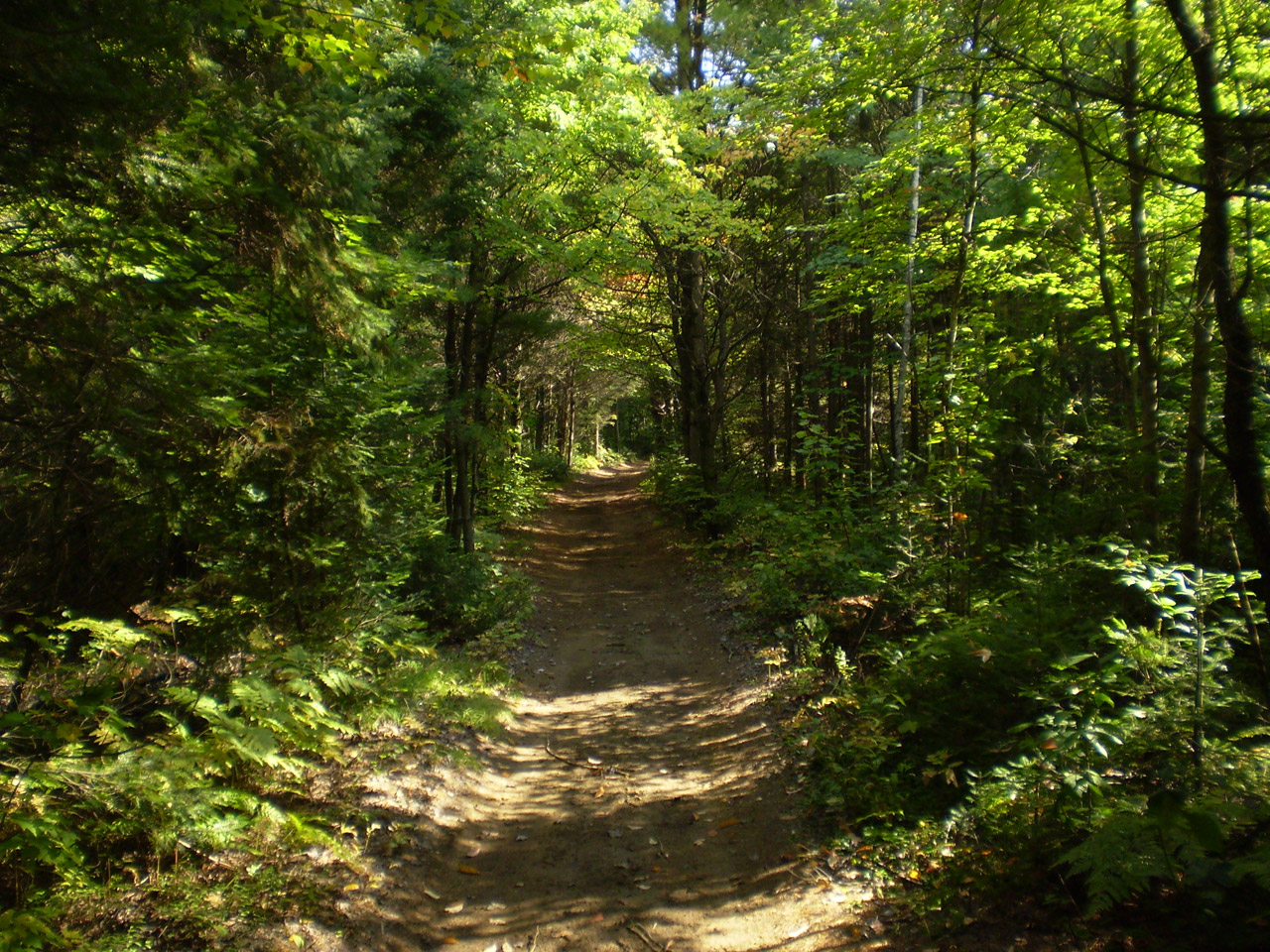 trail path woods free photo