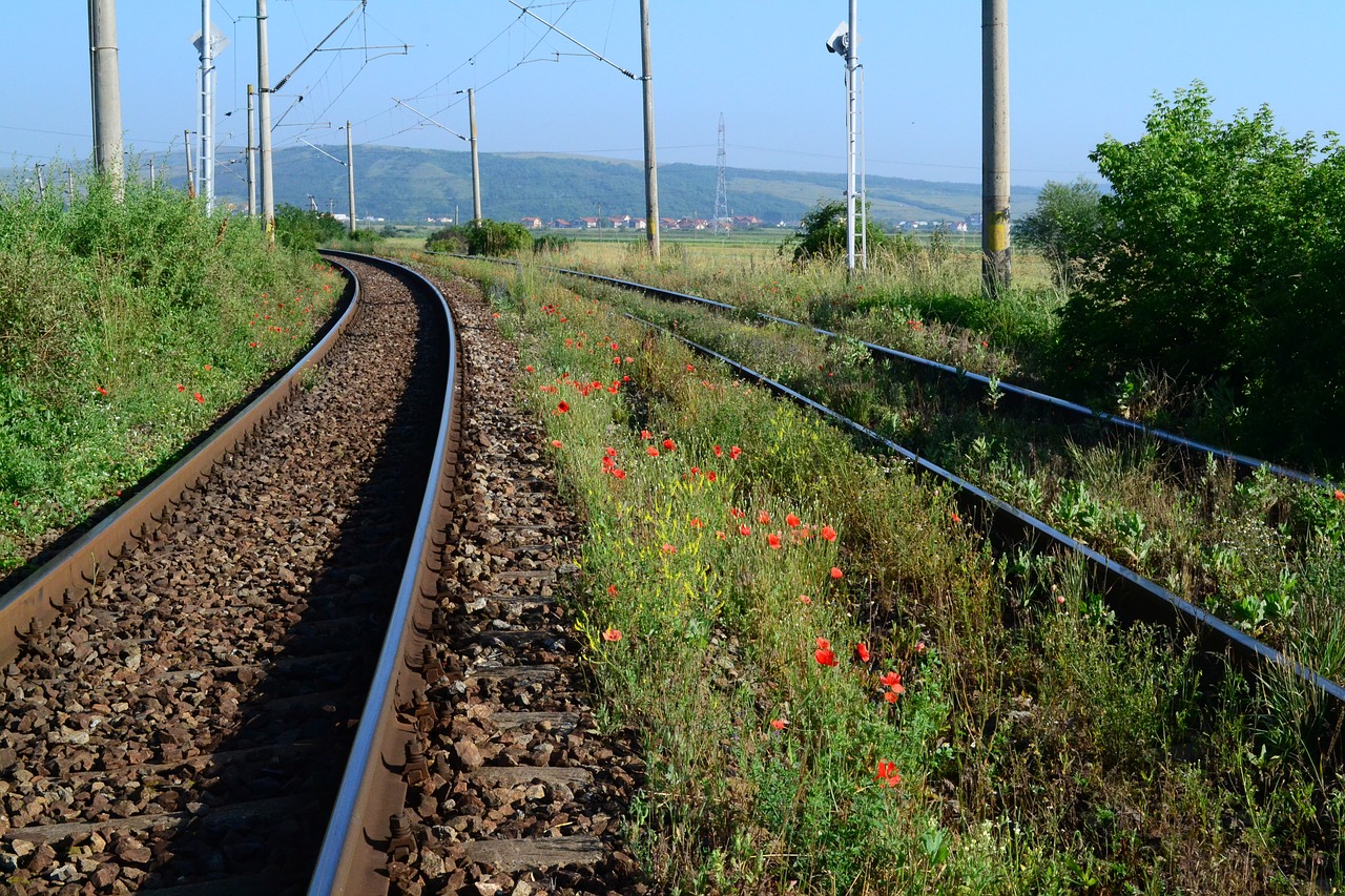 train poppy flower free photo