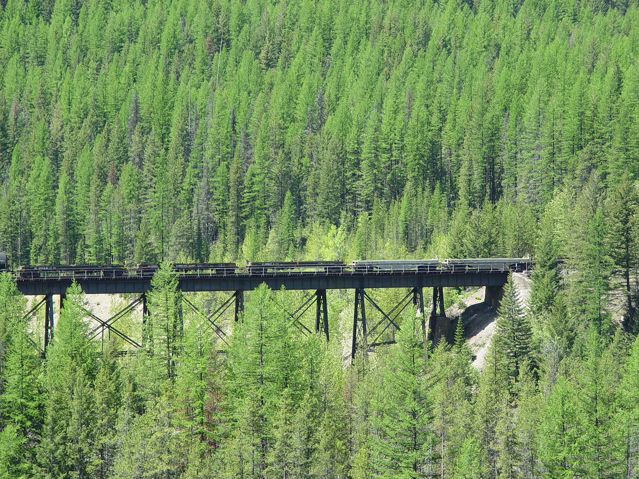 train forest montana free photo