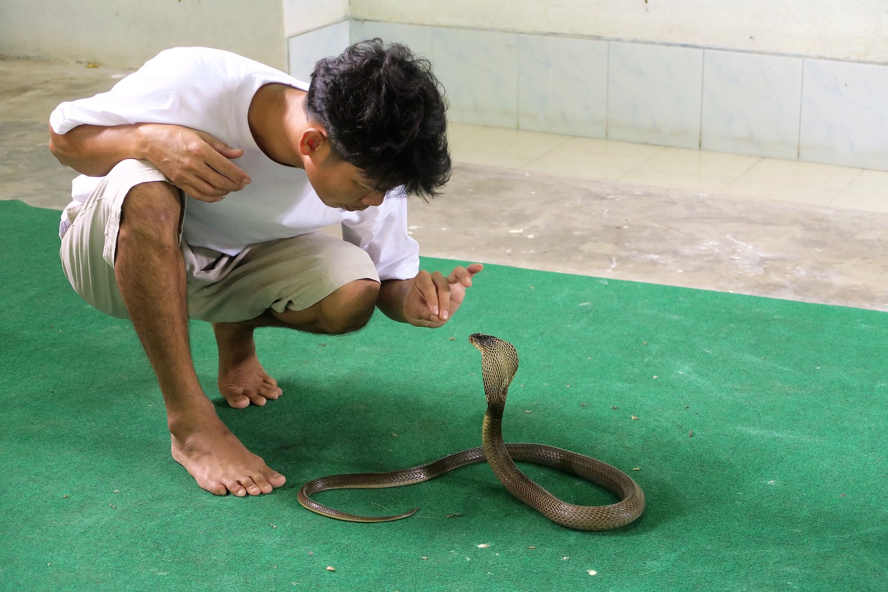 snake trainer cobra free photo