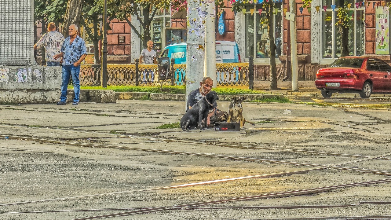 tramp the beggar dogs free photo