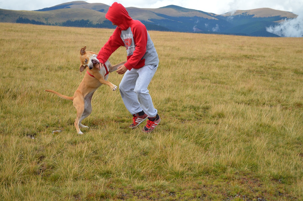 transalpina nature joy free photo