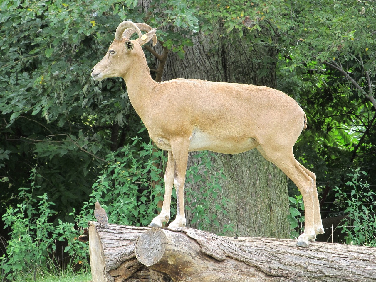 transcaspian urial portrait wildlife free photo