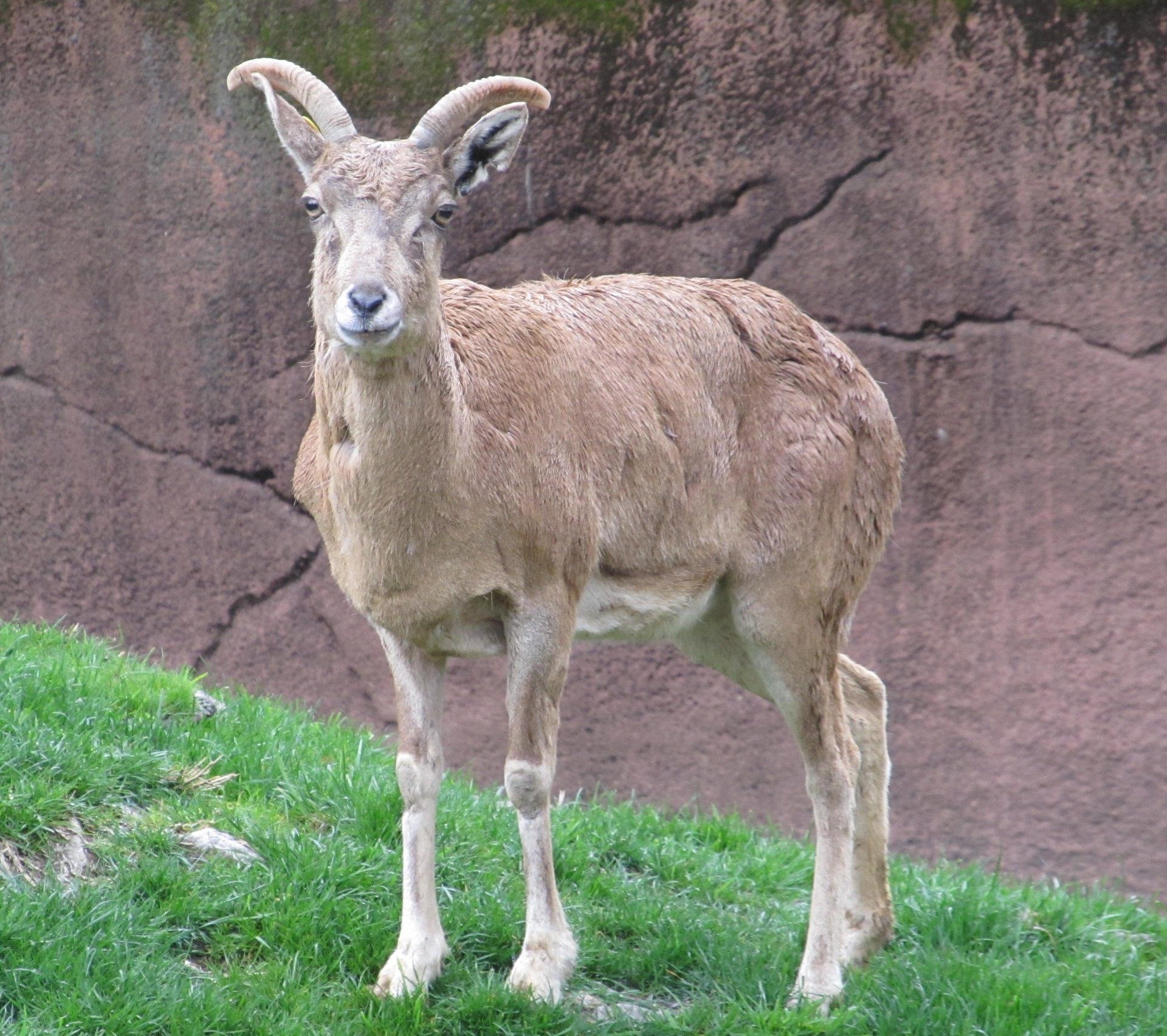 transcaspian urial wild sheep portrait free photo