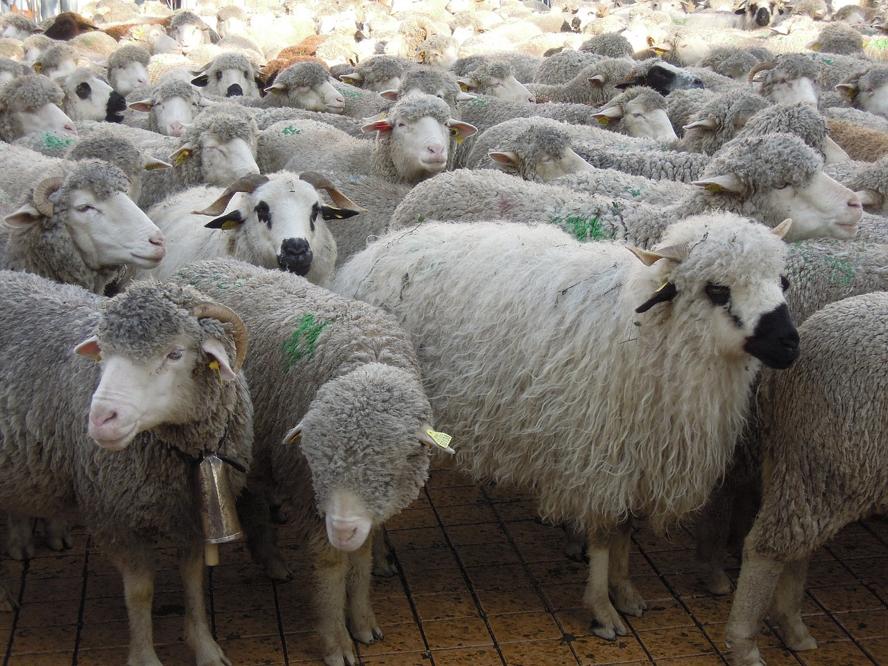 transhumance sheep herds free photo