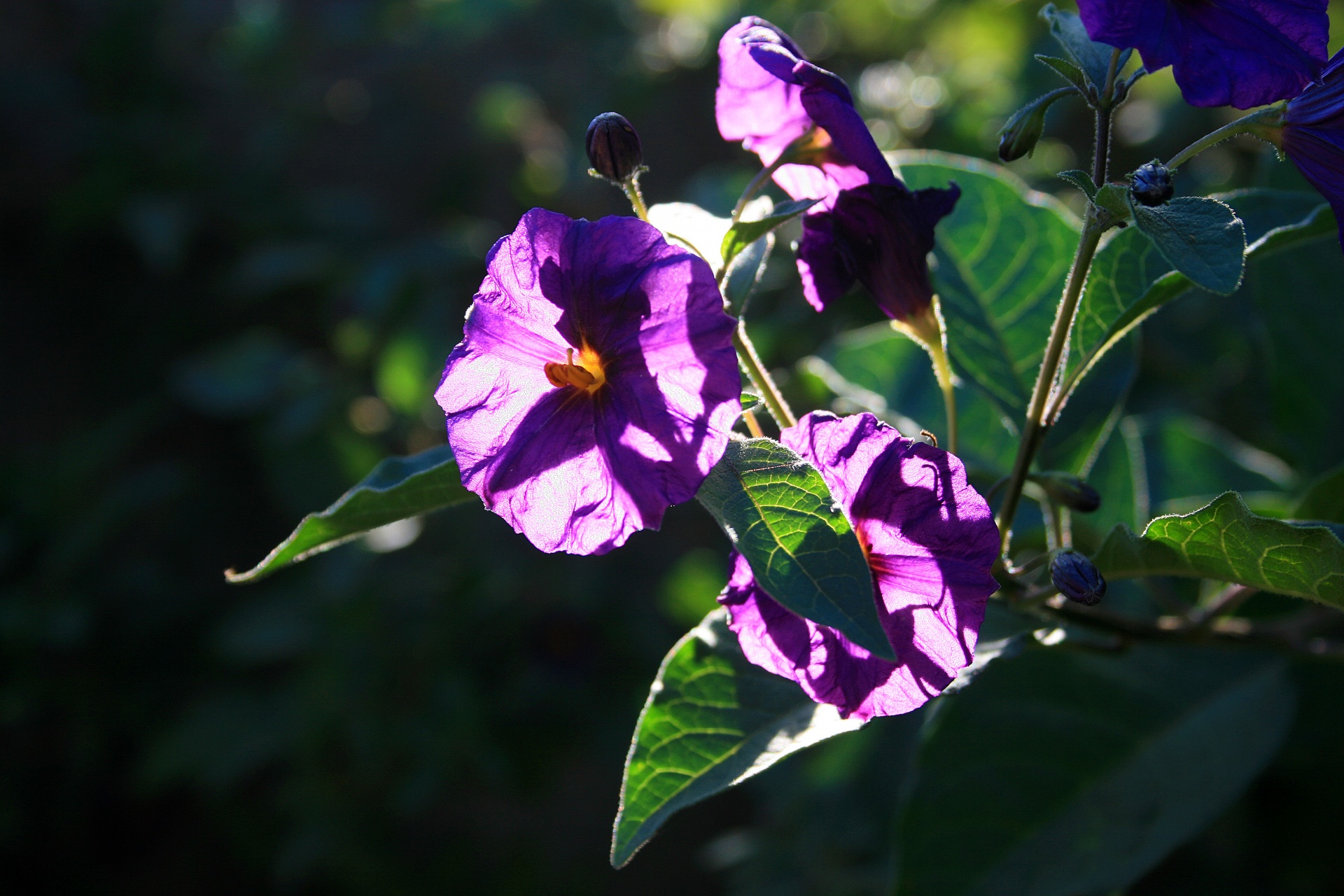 flower purple translucent free photo