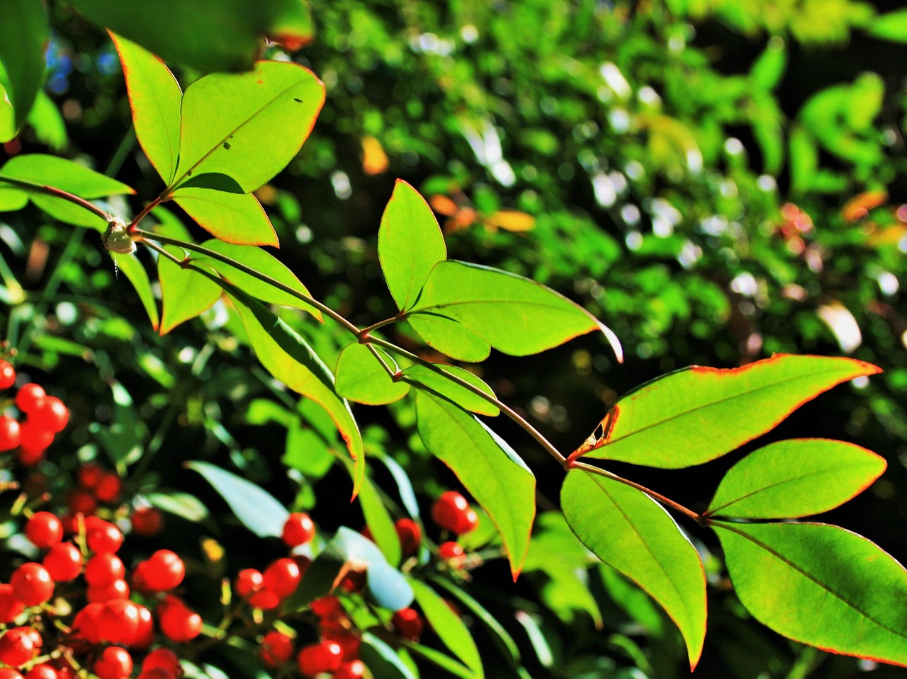 translucent leaves leaves green free photo