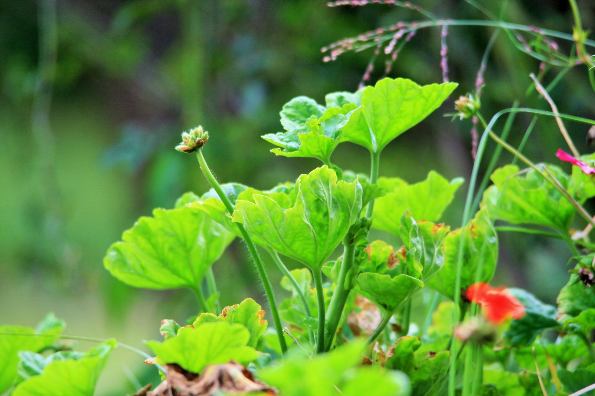 geranium leaves translucent free photo