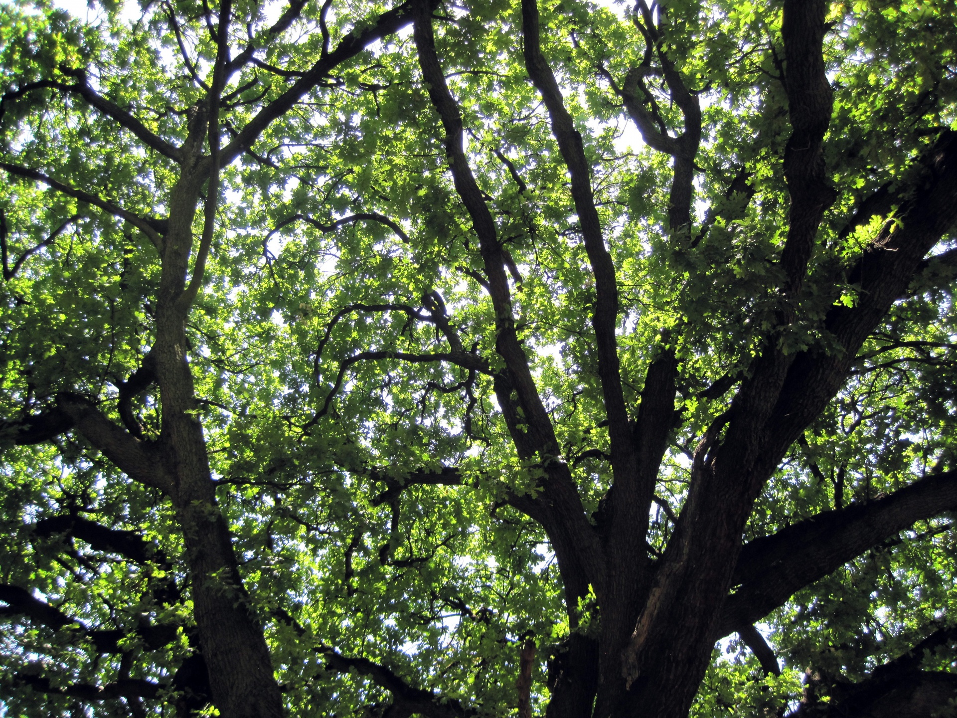 tree oak leaves free photo