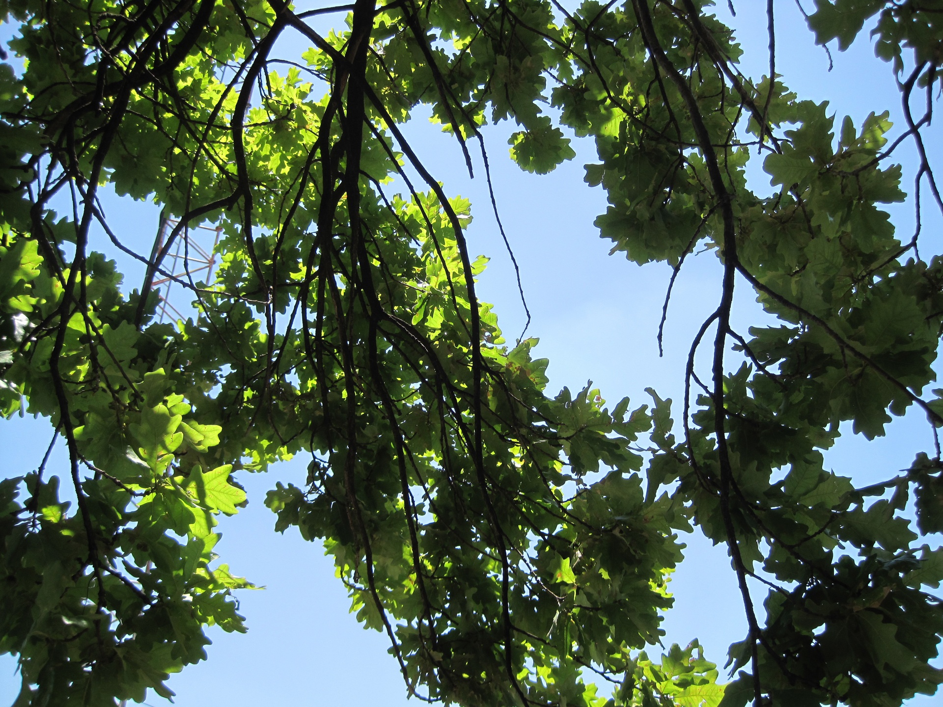 tree oak leaves free photo