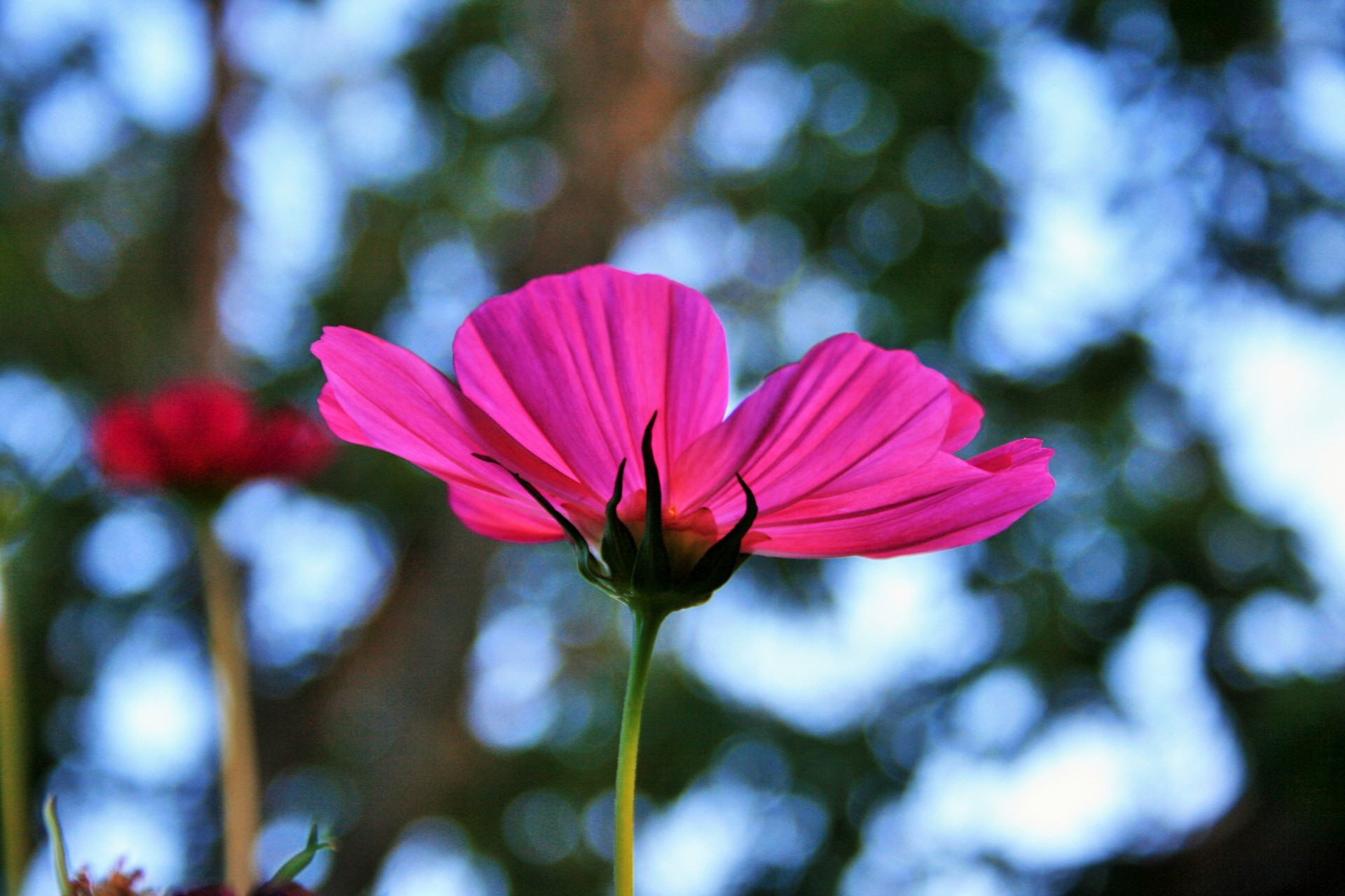 flower cosmos pink free photo