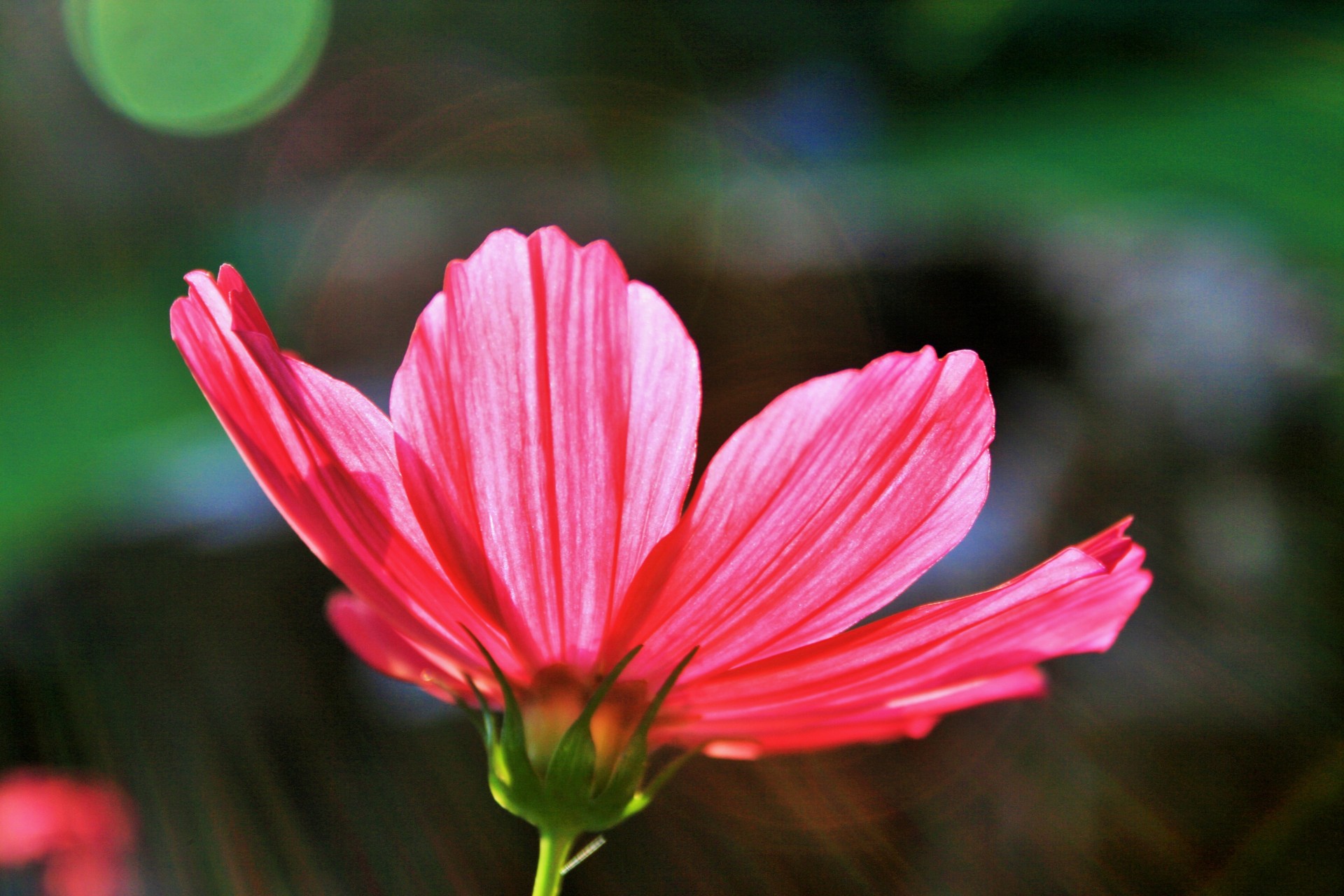 flower cosmos pink free photo